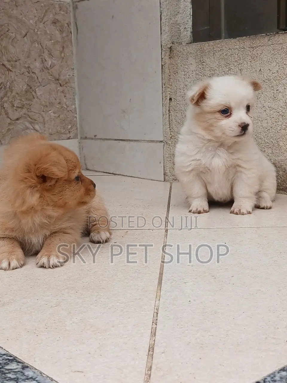 1-3 months Male Purebred Maltese
