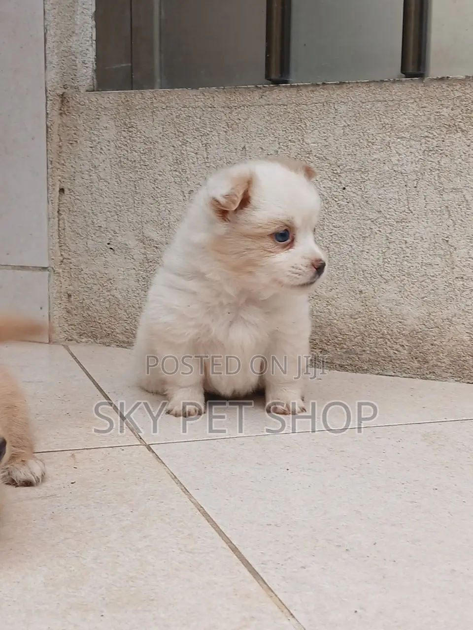 1-3 months Male Purebred Maltese