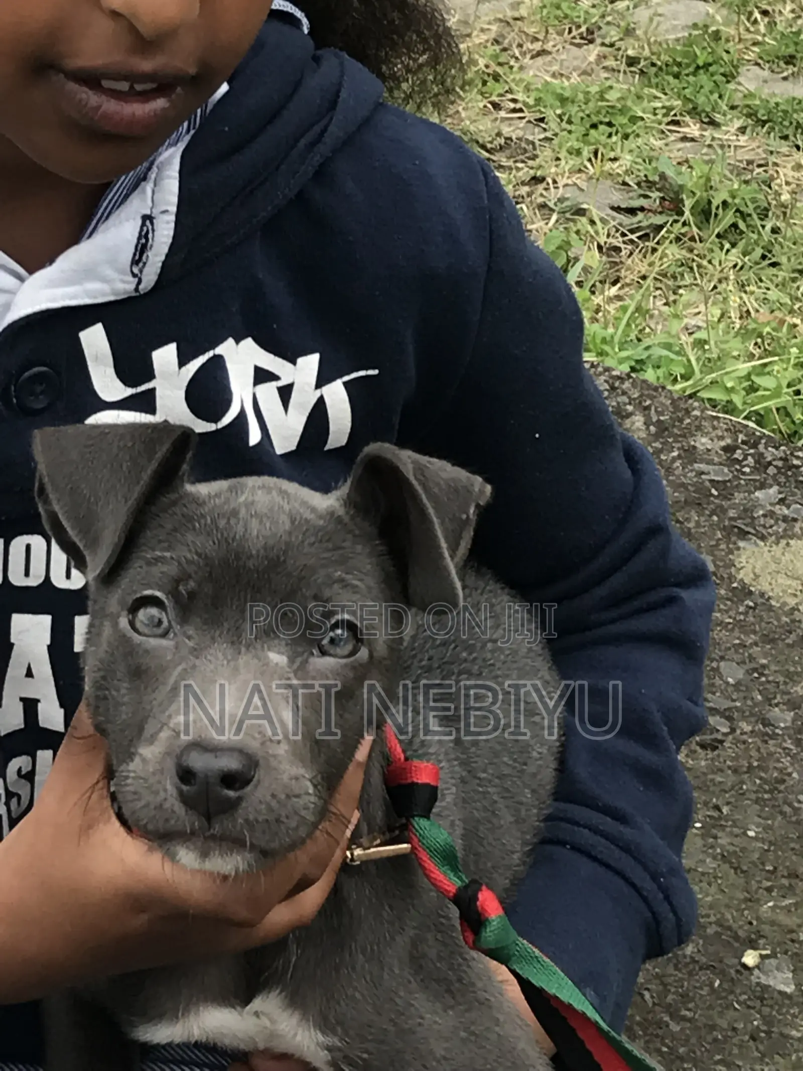 1-3 months Female Purebred American Pit Bull Terrier