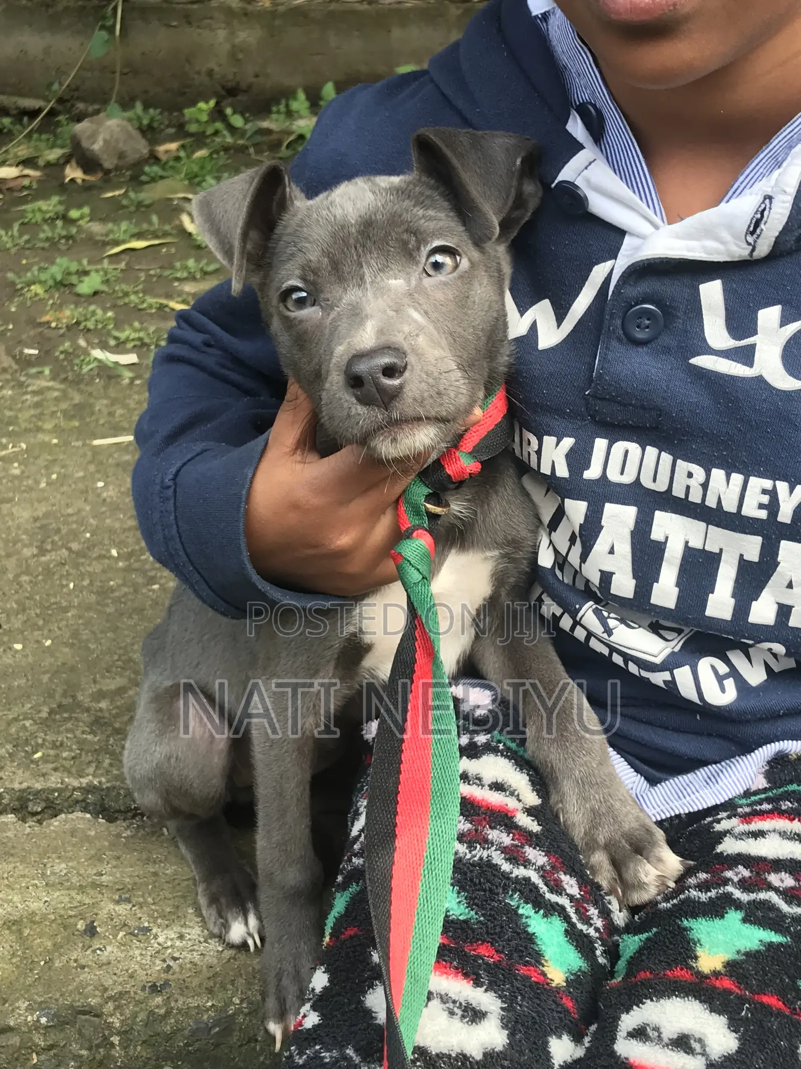 1-3 months Female Purebred American Pit Bull Terrier