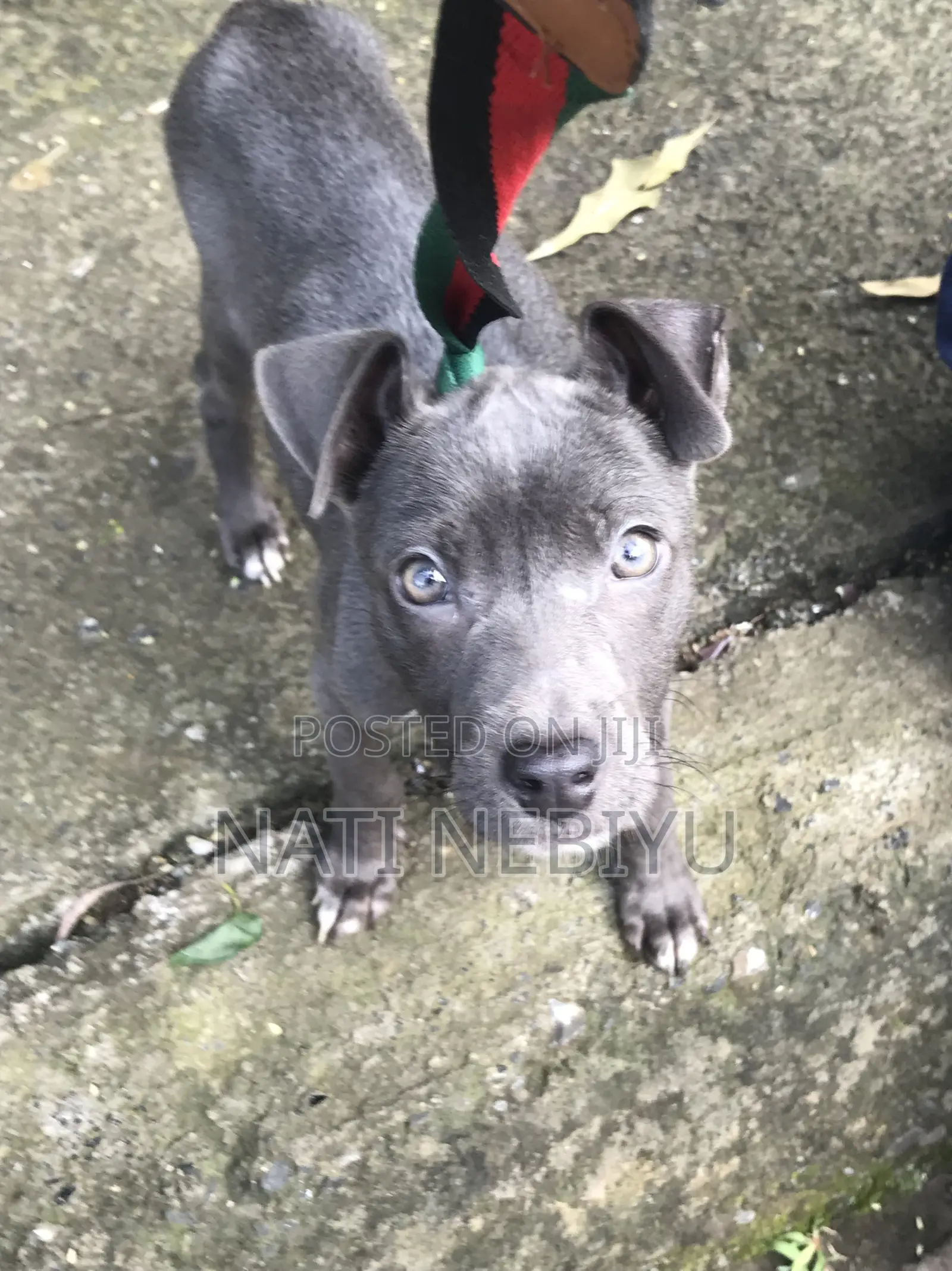 1-3 months Female Purebred American Pit Bull Terrier
