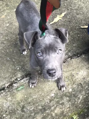 1-3 months Female Purebred American Pit Bull Terrier