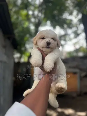 1-3 months Male Purebred Maltese