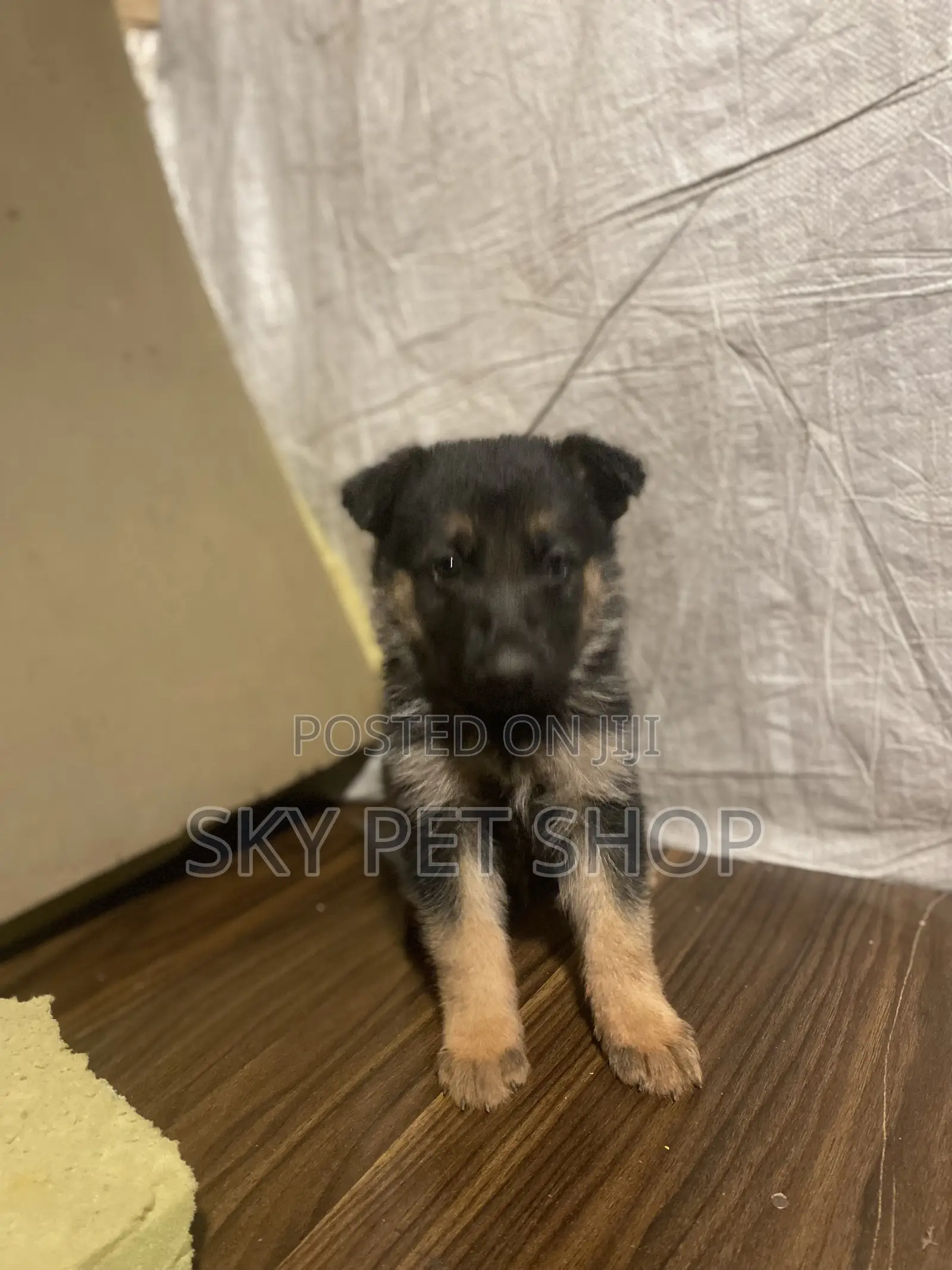 1-3 months Male Purebred German Shepherd