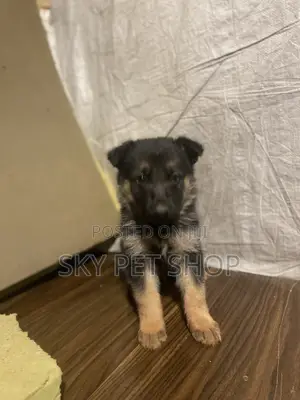 1-3 months Male Purebred German Shepherd