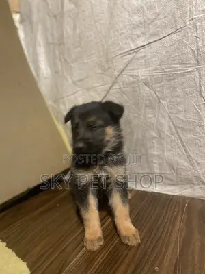 1-3 months Male Purebred German Shepherd