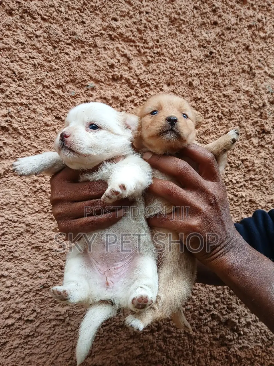 1-3 months Male Purebred Maltese
