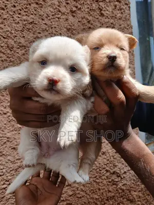 1-3 months Male Purebred Maltese