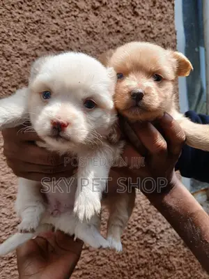 1-3 months Female Purebred Maltese
