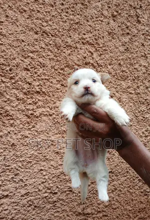 1-3 months Female Purebred Maltese