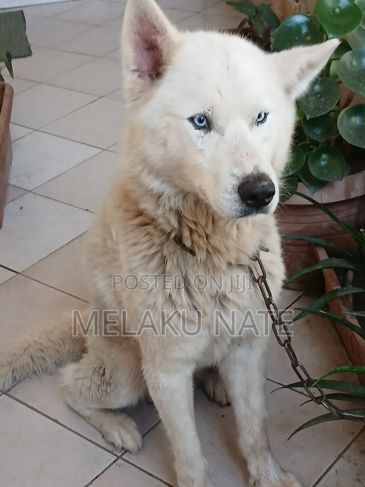 1+ year Male Purebred Siberian Husky