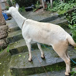 ለበዓል የሚሆን ሙክት ፍየል