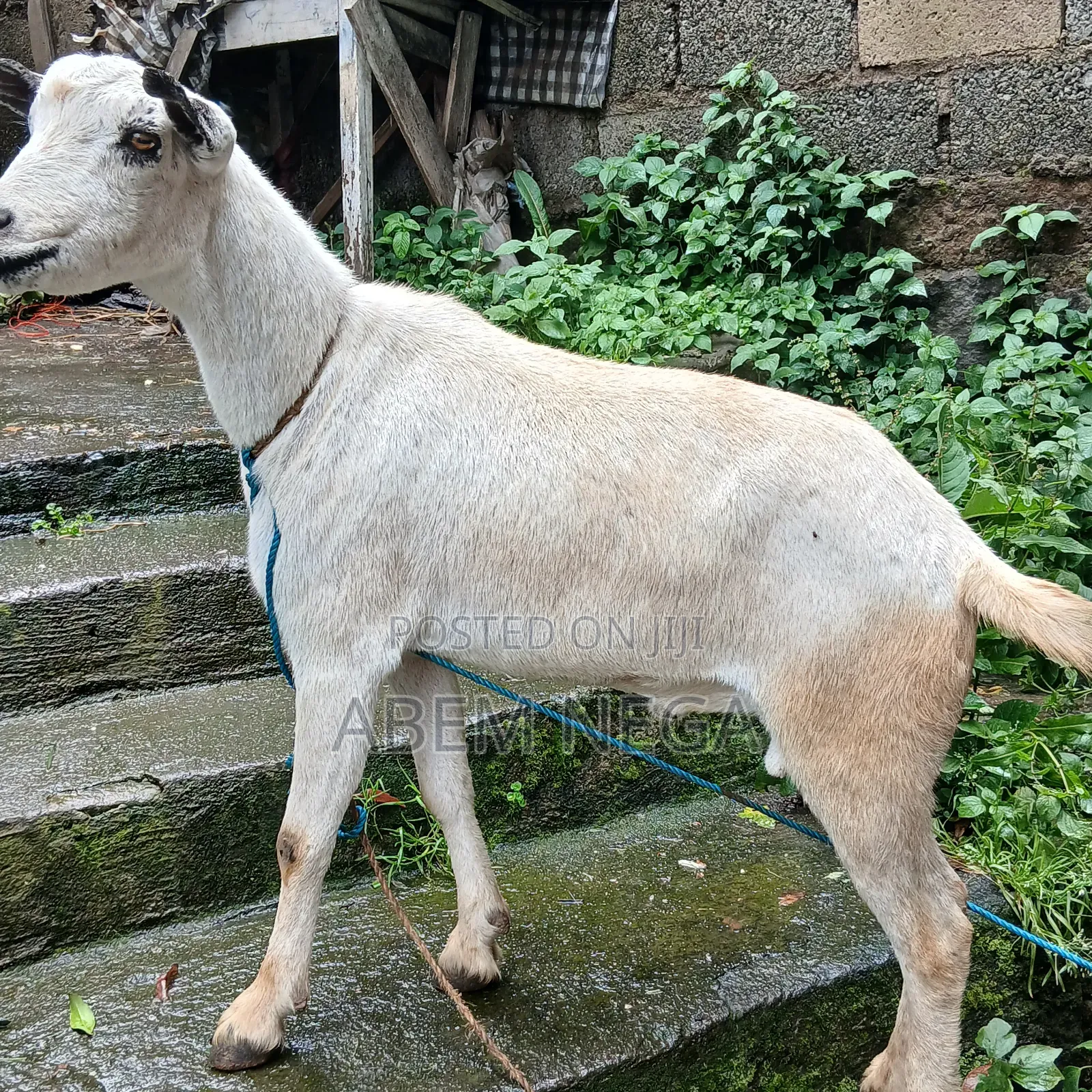 ለበዓል የሚሆን ሙክት ፍየል