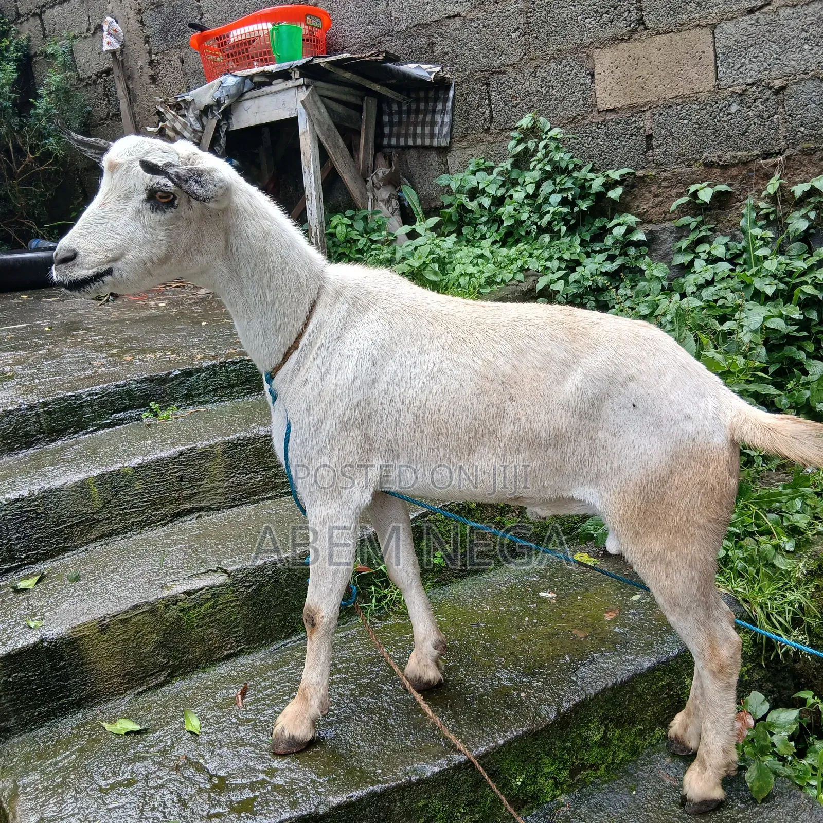 ለበዓል የሚሆን ሙክት ፍየል