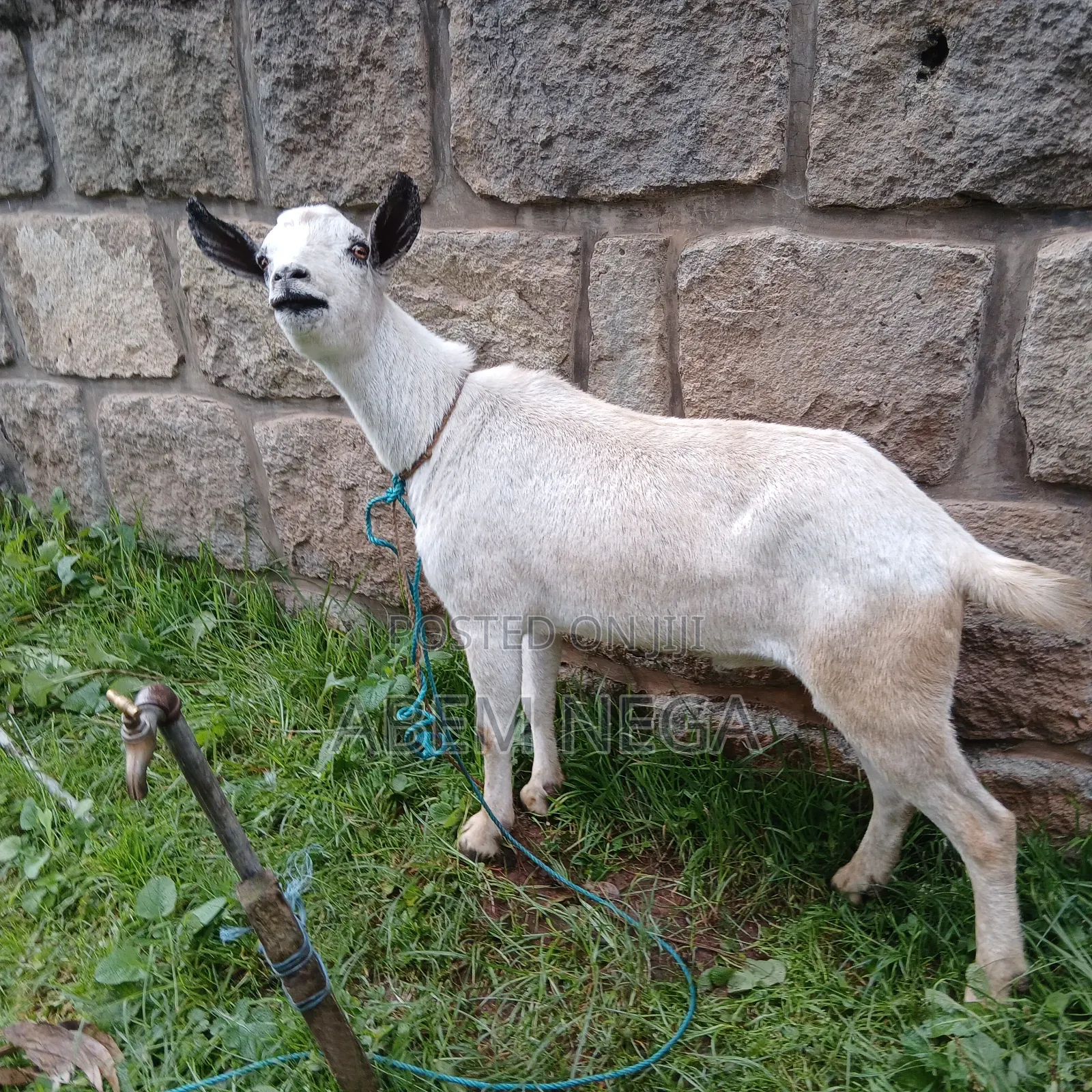 ለበዓል የሚሆን ሙክት ፍየል