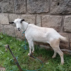 ለበዓል የሚሆን ሙክት ፍየል