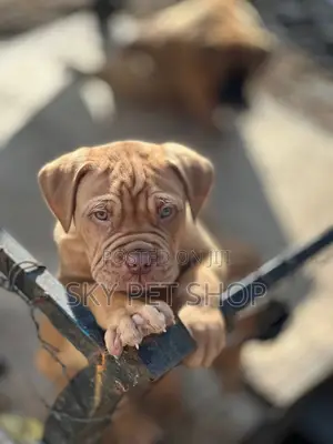 1-3 months Male Purebred Mastiff