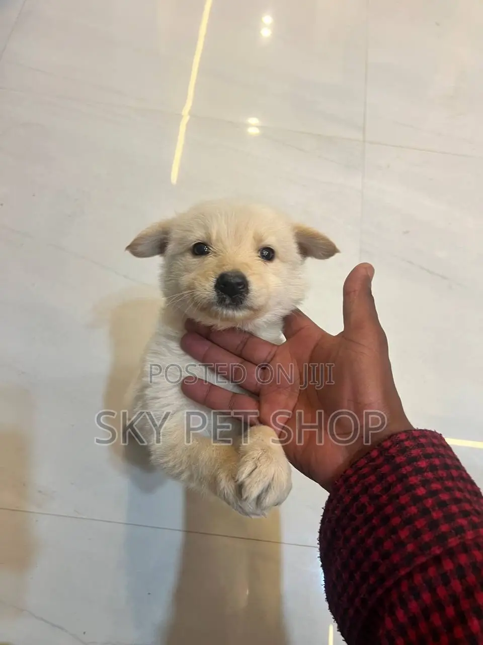 1-3 months Male Mixed Breed Maltese