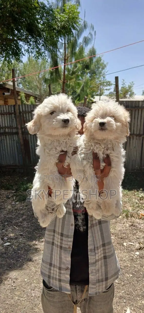 1-3 months Male Purebred Maltese