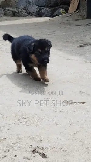 1-3 months Male Purebred American Pit Bull Terrier