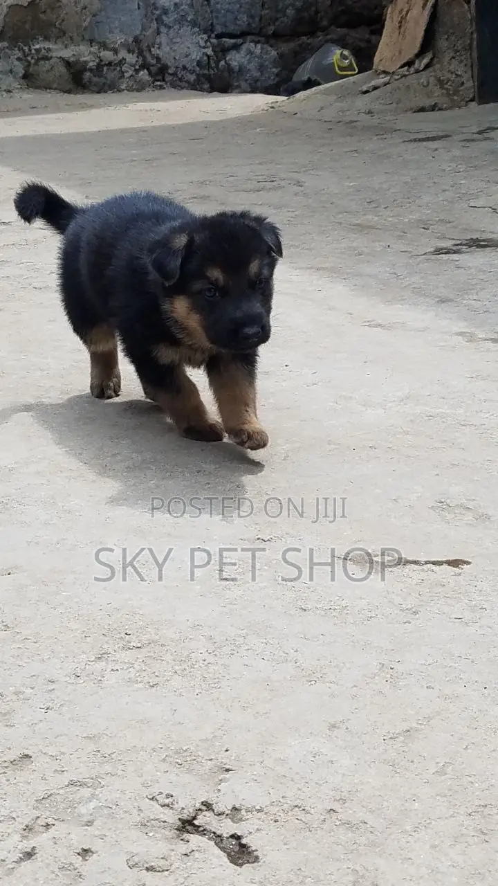 1-3 months Male Purebred American Pit Bull Terrier