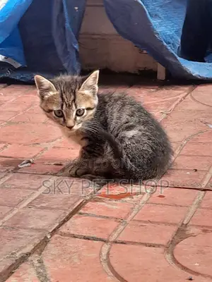 1-3 months Male Purebred Abyssinian