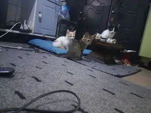 1-3 months Male Purebred American Shorthair