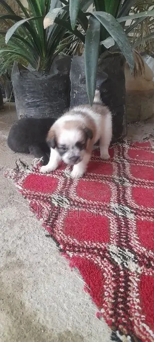 1-3 months Male Purebred Maltese