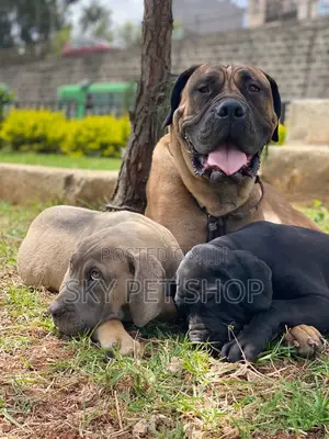 1-3 months Male Purebred Boerboel