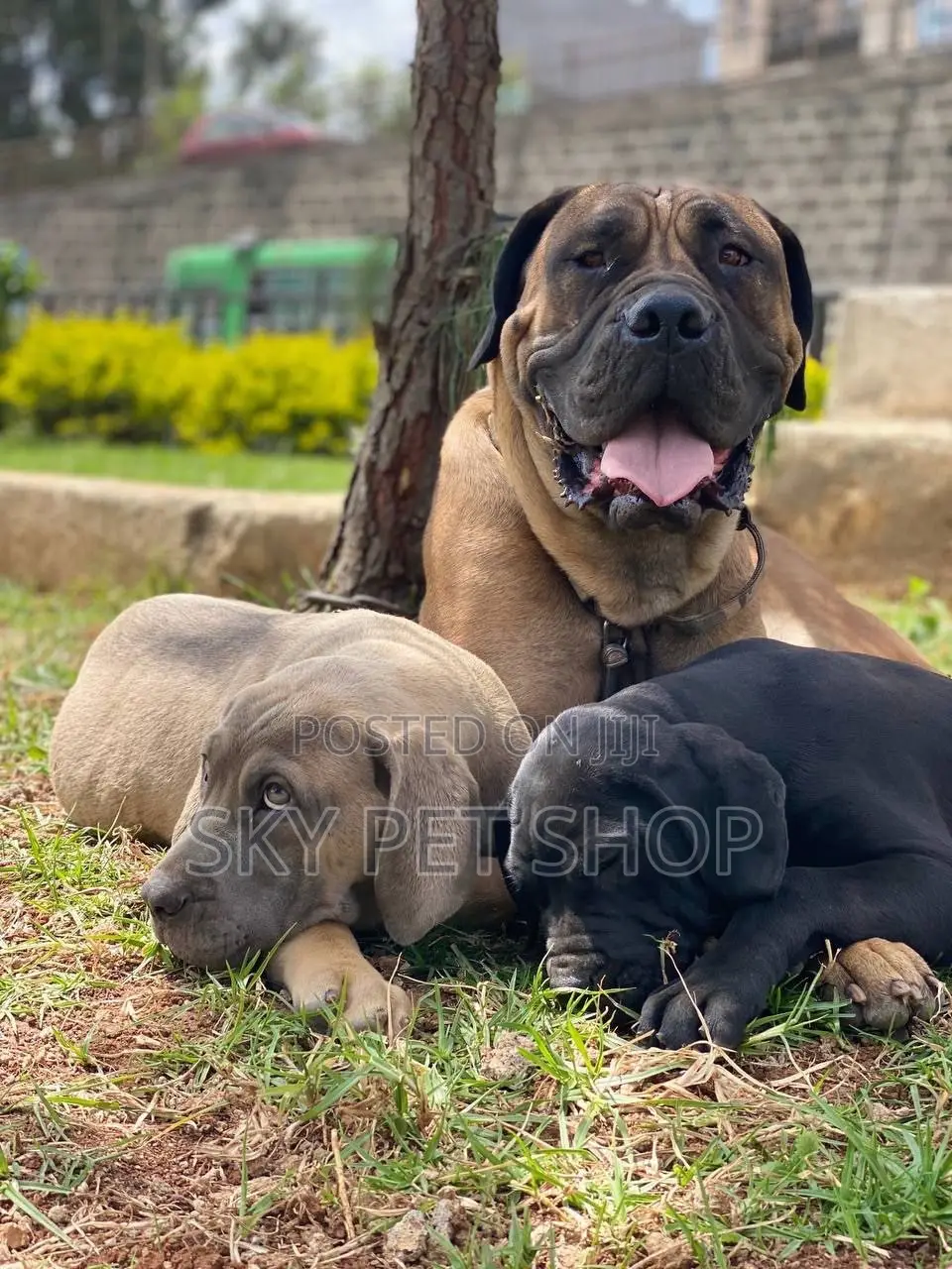 1-3 months Male Purebred Boerboel