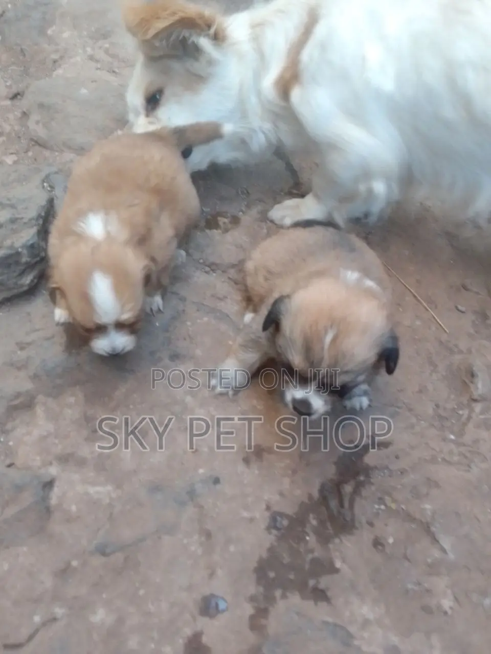 1-3 months Male Mixed Breed Maltese