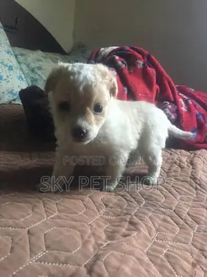 1-3 months Male Purebred Maltese