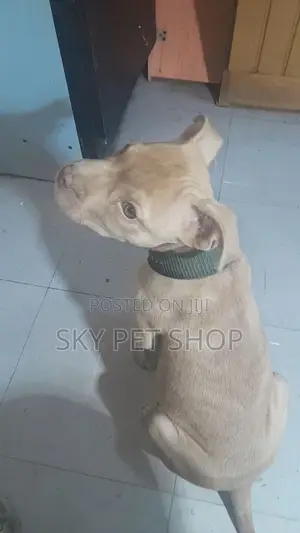 1-3 months Male Purebred American Pit Bull Terrier
