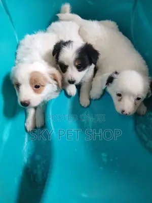 1-3 months Male Purebred Maltese