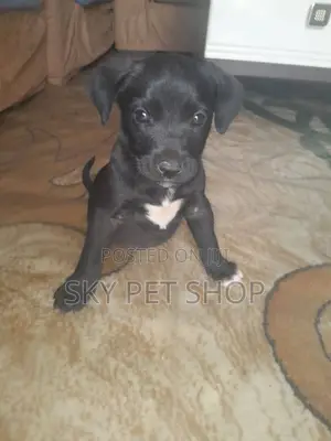 1-3 months Male Purebred American Pit Bull Terrier
