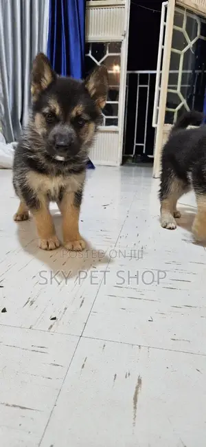 1-3 months Male Purebred German Shepherd