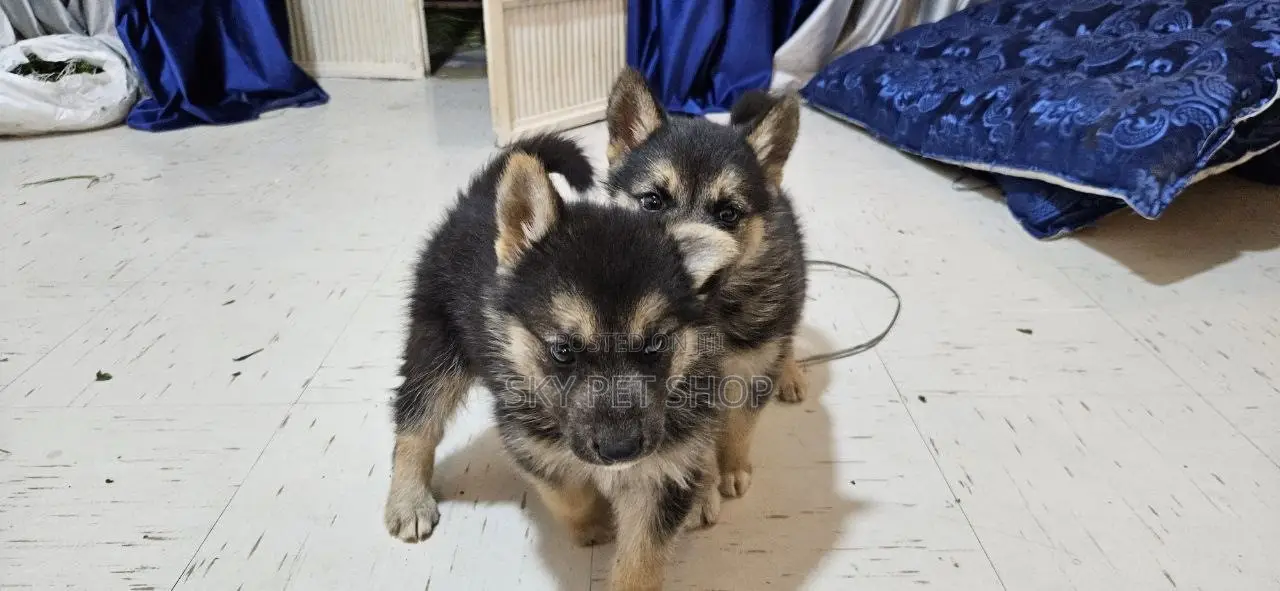 1-3 months Male Purebred German Shepherd