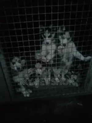 1-3 months Male Purebred Siberian Husky