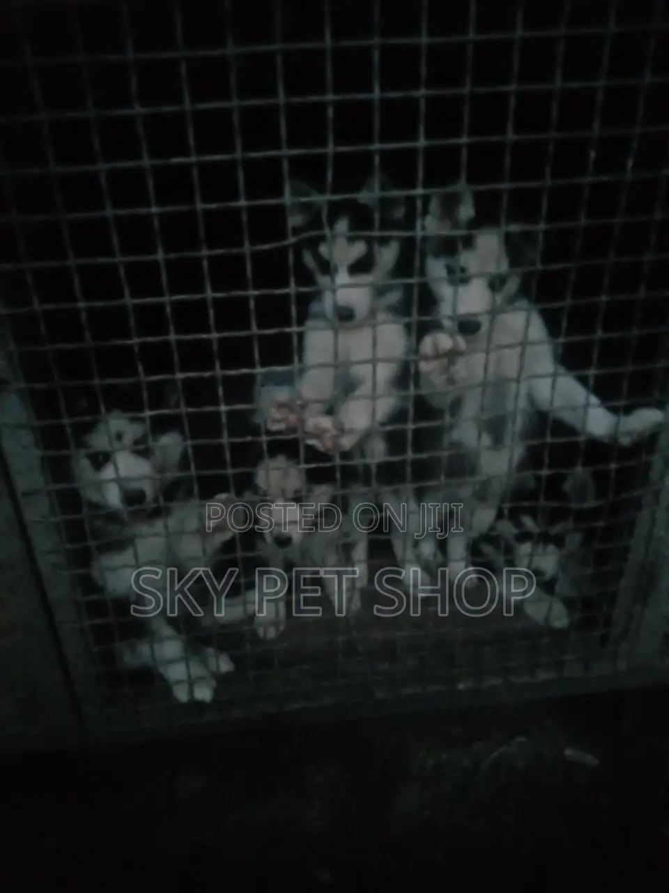 1-3 months Male Purebred Siberian Husky