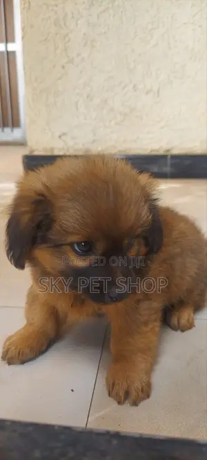 1-3 months Male Purebred Maltese