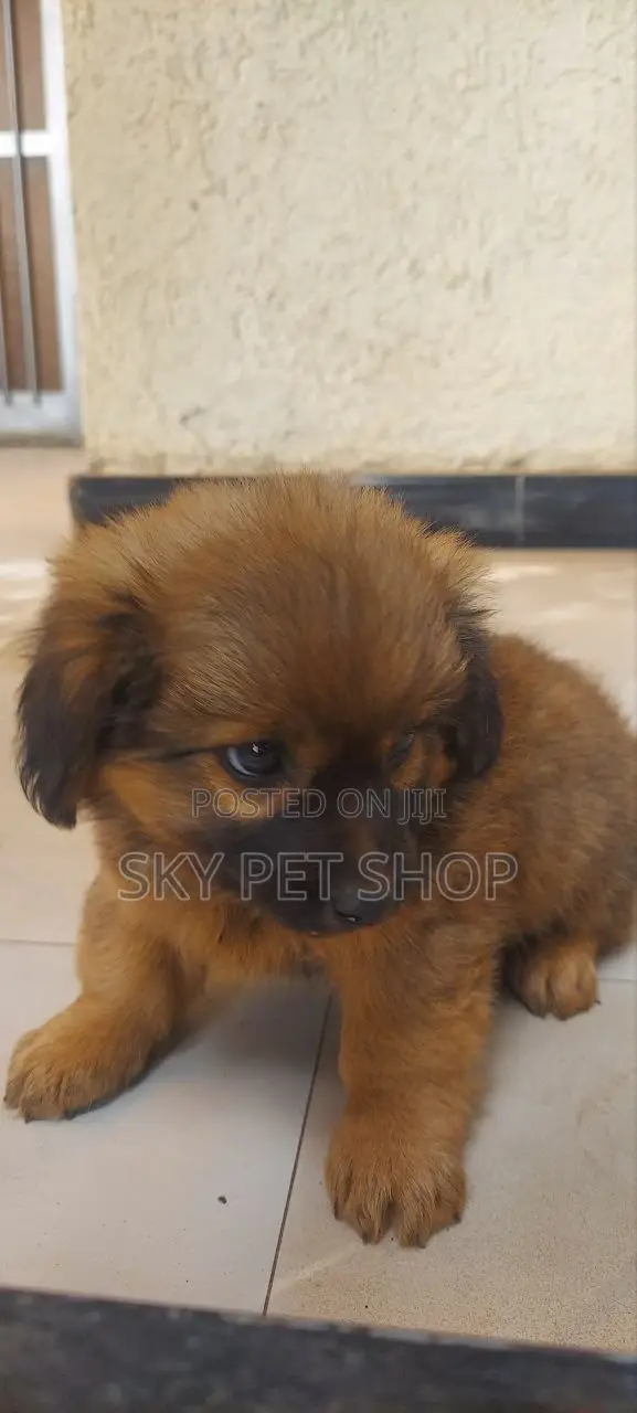 1-3 months Male Purebred Maltese