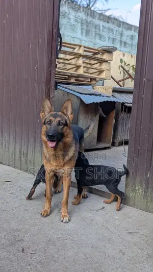 1-3 months Male Purebred German Shepherd