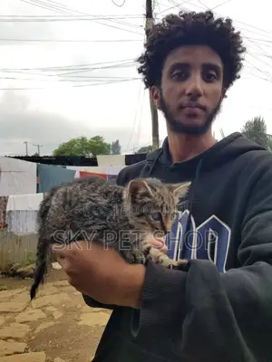 1-3 months Male Purebred Abyssinian