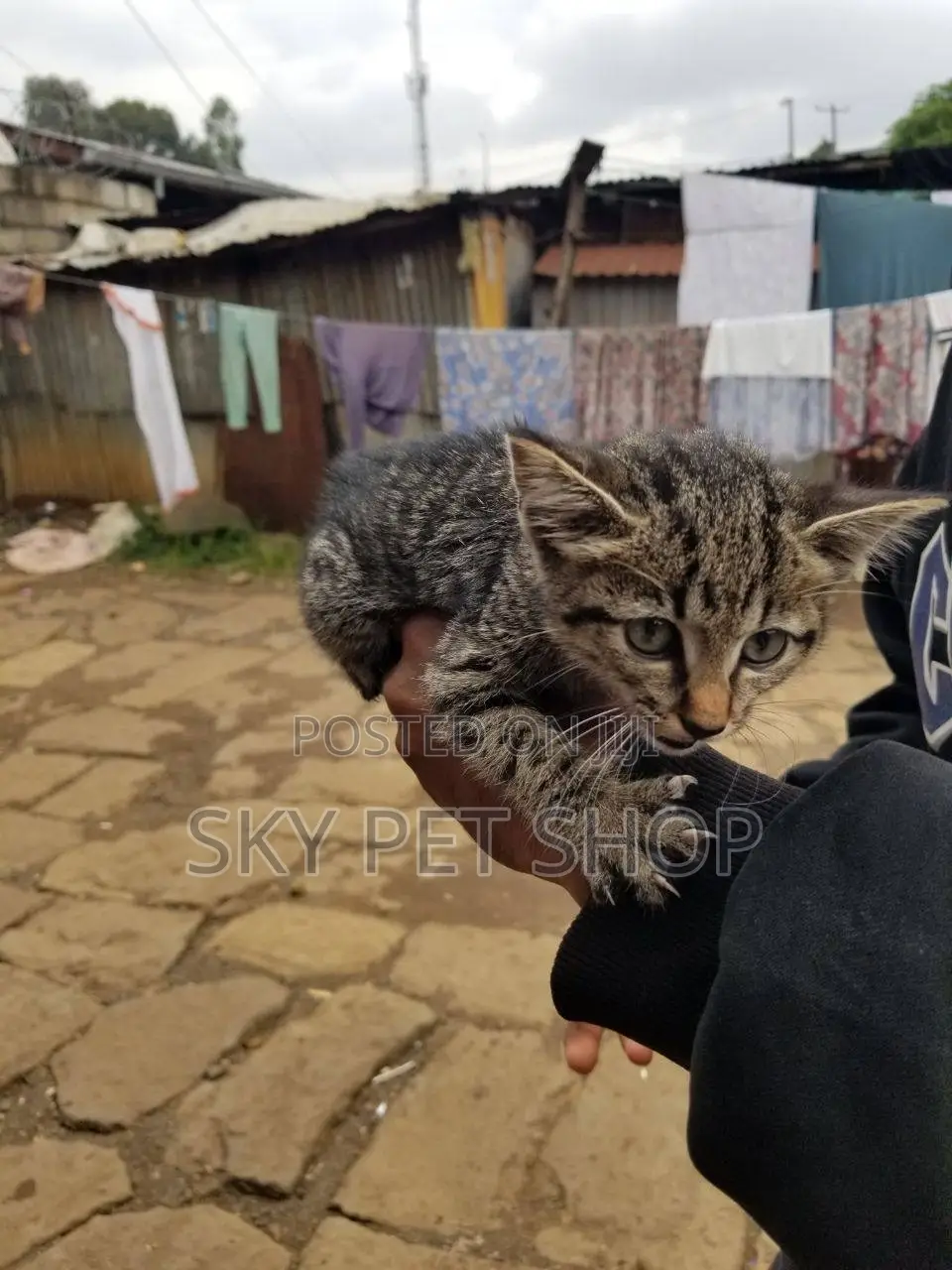 1-3 months Male Purebred American Shorthair