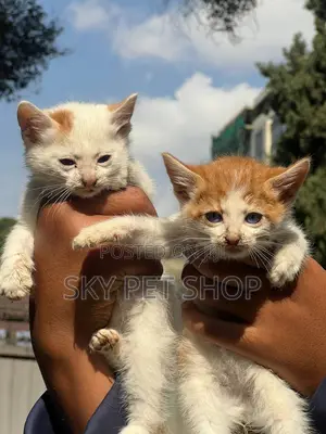 1-3 months Male Purebred American Shorthair