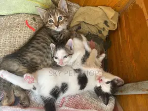 1-3 months Male Purebred American Shorthair