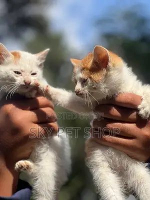 1-3 months Male Purebred American Curl