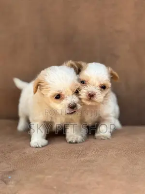 1-3 months Male Purebred Maltese