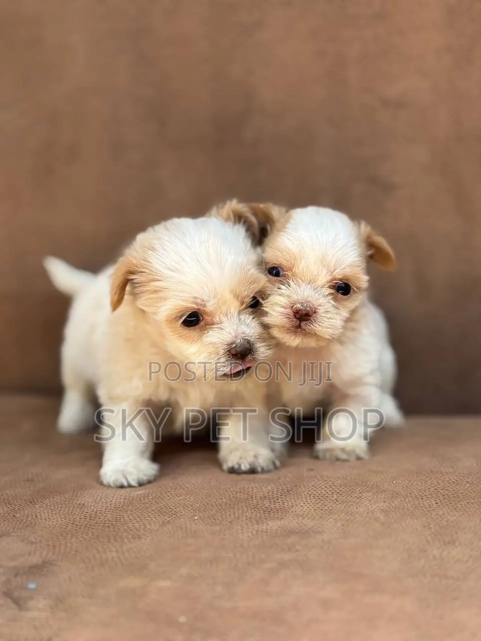 1-3 months Male Purebred Maltese