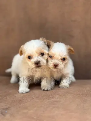 1-3 months Male Purebred Maltese